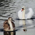 Swan and Signet