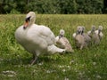 Swan with Signets Royalty Free Stock Photo