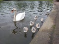 Swan and signets Royalty Free Stock Photo