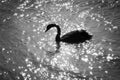 Swan silhouette