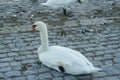 A swan sitting on the bank of Lake Zirich in Switzerland ywith a colony of other swans.