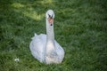 Swan is sitting on meadow Royalty Free Stock Photo