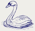 Swan sketch