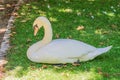 Swan sleeping in the grass