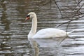 A swan in the pond always alone Royalty Free Stock Photo