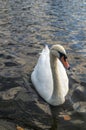 Swan