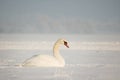 Swan in Snow