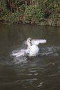 Large adult swan splashing in the water