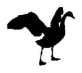 Swan spread wings vector silhouette illustration isolated on white background. Royalty Free Stock Photo