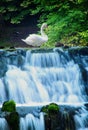 Swan and spring of the Bosna River Royalty Free Stock Photo