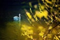 Swan in the spring pond