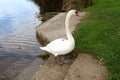 Swan standing on concrete steps on river bank