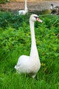 A swan standing in the grass Royalty Free Stock Photo