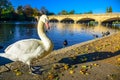 A swan standing by the Serpentine lake in Hyde Park, England, UK Royalty Free Stock Photo