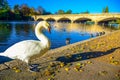 A swan standing by the Serpentine lake in Hyde Park, England, UK Royalty Free Stock Photo