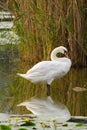 Swan standing in water , closeup. Royalty Free Stock Photo