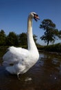 Swan standing in a water and hiss