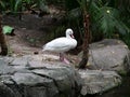 A swan staning on a rock next to a pond Royalty Free Stock Photo