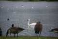 A Swan steals the shot at Broadwood Loch, Cumbernauld Scotland Royalty Free Stock Photo