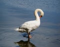 Swan in still waters Royalty Free Stock Photo