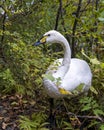 Swan Stock Photo and Image. Tundra Swan close-up profile view in the bush with blur background displaying white angel plumage in