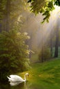 Swan and Streaming Sunshine on Foggy Morning Royalty Free Stock Photo