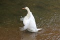 Swan stretching wings on a lake