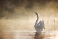 Swan stretching its wings on River Avon on a misty morning