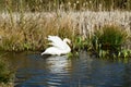 Mute Swan stretching its wings in the sun