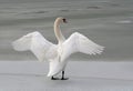 swan stretching out its wings on a frozen lake