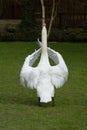 Swan stretching it`s wings Royalty Free Stock Photo