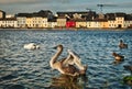 Swan stretching in shallow water of the Corrib river in Galway city, Ireland