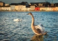 Swan stretching in shallow water of the Corrib river in Galway city, Ireland