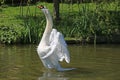 Swan on the Tiverton Canal