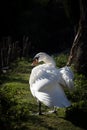Swan in the sun Royalty Free Stock Photo