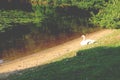 Swan sunbathing on shore of the park pond. Royalty Free Stock Photo