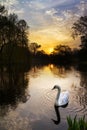 Swan sunrise