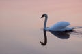 Swan at sunset 7785