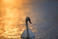 Swan on Sunset Coloured Water Royalty Free Stock Photo