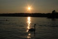 Swan in the sunset Royalty Free Stock Photo