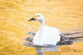 Swan sunset pond Royalty Free Stock Photo