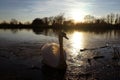 Swan on sunset pond Royalty Free Stock Photo