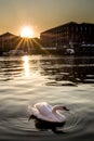 Swan Sunset Royalty Free Stock Photo