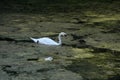 swan in a swamp great light with garbage nearby Royalty Free Stock Photo