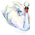 Swan. Swan Watercolor drawing Royalty Free Stock Photo