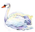 Swan. Swan Watercolor drawing Royalty Free Stock Photo