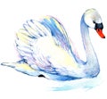 Swan. Swan Watercolor drawing Royalty Free Stock Photo