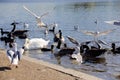 Swan swarm, Serpentine Lake, Hyde Park London Royalty Free Stock Photo