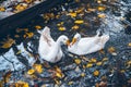 Swan sweem in the lake in autumn day Royalty Free Stock Photo