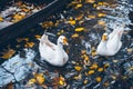 Swan sweem in the lake in autumn day Royalty Free Stock Photo